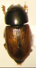 Aphodius