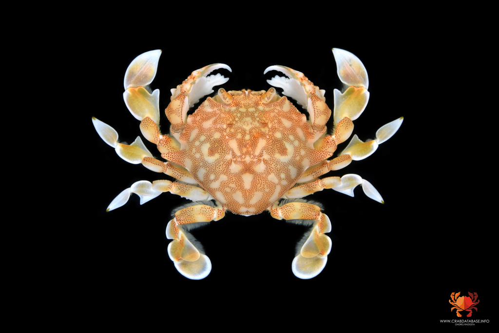 Ashtoret miersii