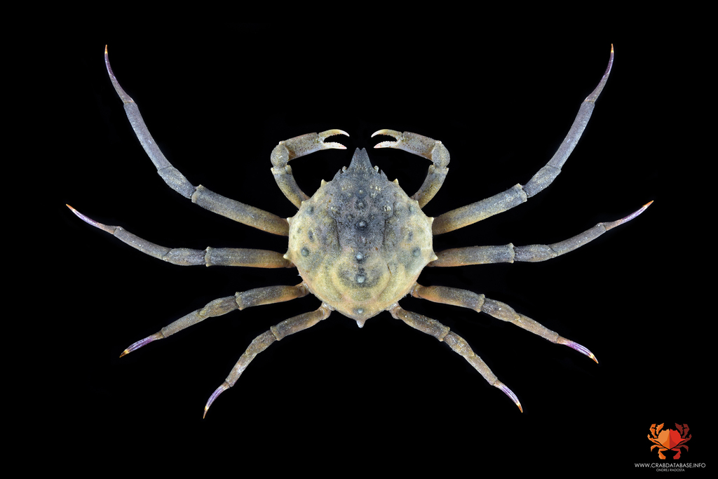 Doclea muricata