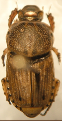 Euoniticellus intermedius