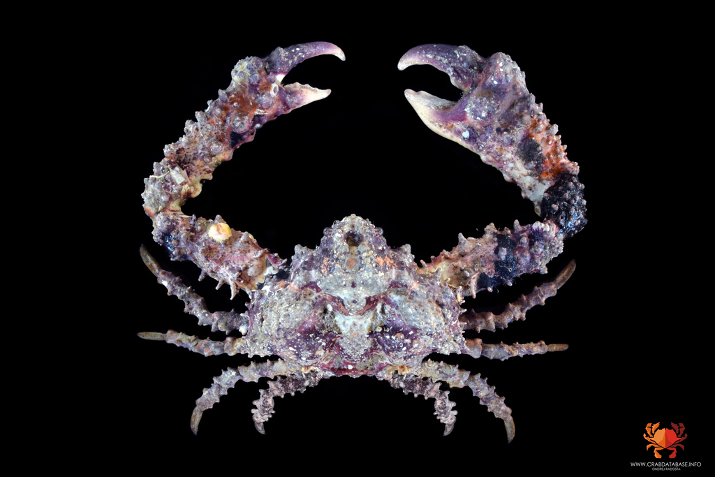 Horrid Elbow Crab