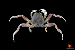 Dorippoides facchino