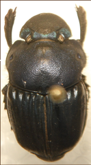Phanaeus amethystinus
