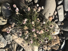 Erigeron purpuratus