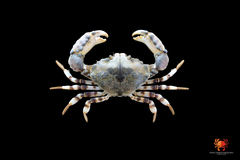Halimede ochtodes