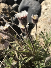 Erigeron purpuratus
