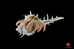 Clibanarius infraspinatus