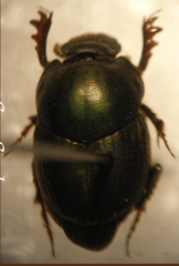 Onthophagus igualensis