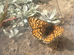 Chlosyne whitneyi