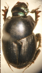 Onthophagus mexicanus