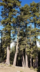 Abies magnifica shastensis
