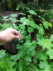 Mertensia paniculata