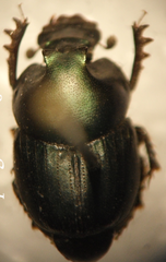 Onthophagus mexicanus