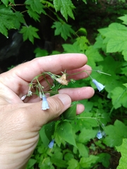 Mertensia paniculata