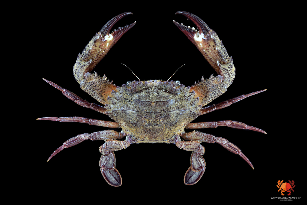 Charybdis granulata