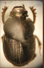 Onthophagus rufescens