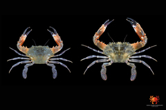 Charybdis hellerii