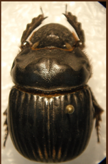 Dichotomius colonicus