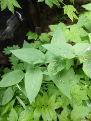 Mertensia paniculata