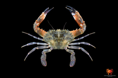 Details about   Swimming crab Charybdis anisodon Charybdis hellerii Crab Taxidermy Oddities 