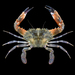 Indo-Pacific Swimming Crab - Photo (c) Ondřej Radosta, some rights reserved (CC BY-NC), uploaded by Ondřej Radosta