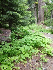 Mertensia paniculata