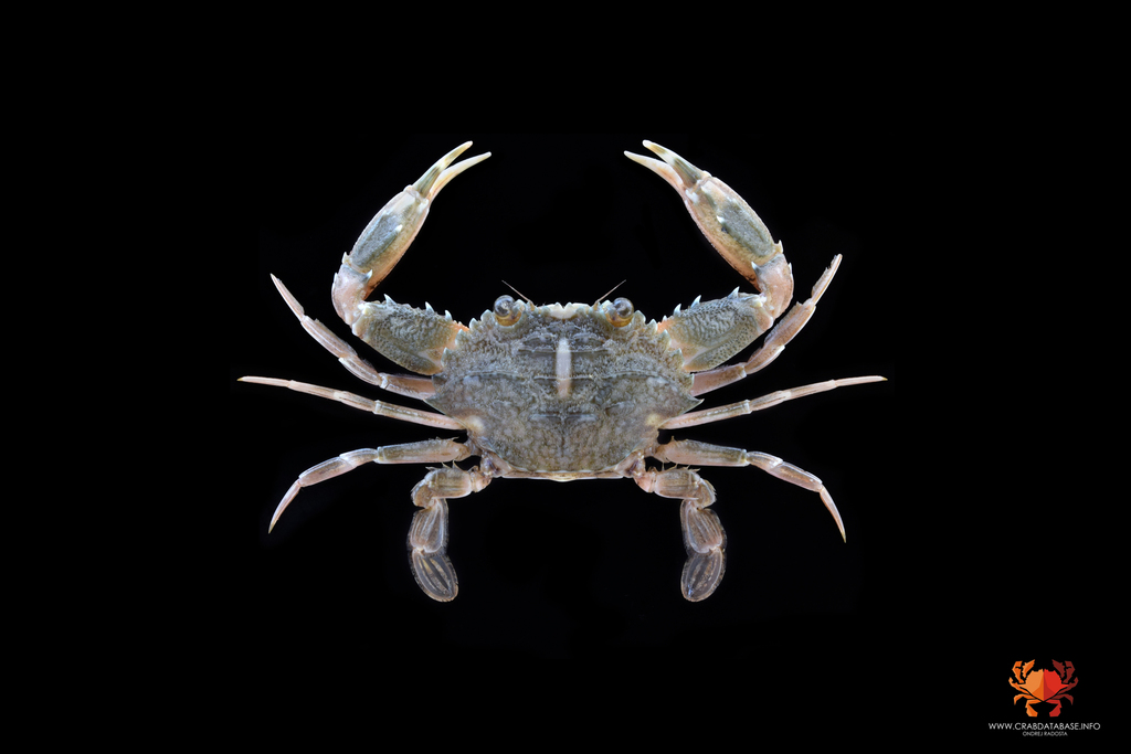 Charybdis variegata