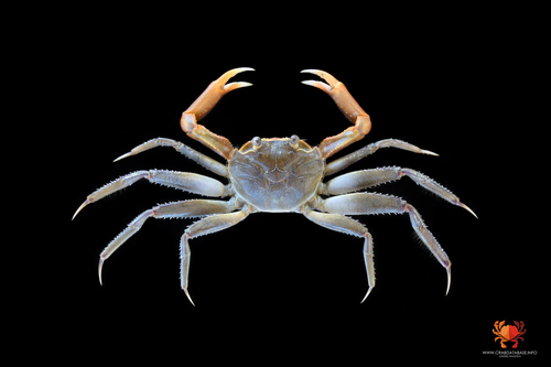 Metaplax crenulata
