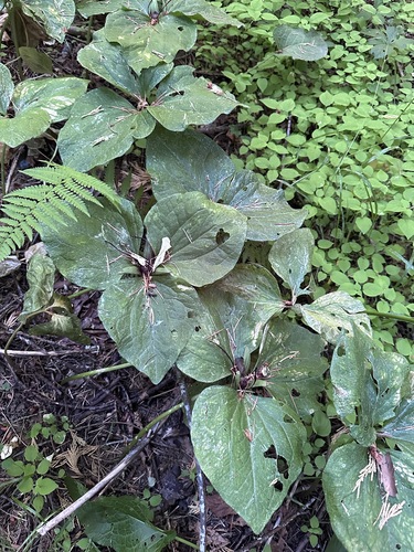 Image of Trillium angustipetalum by (c) Matt Berger, some rights reserved (CC BY)