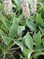 Salix petrophila