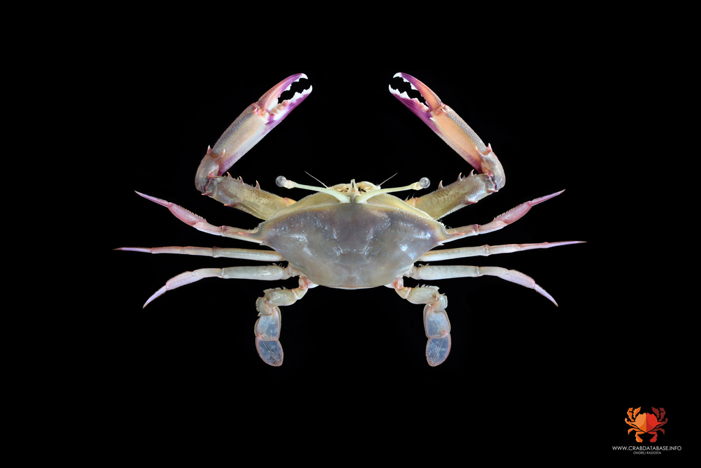 Podophthalmus