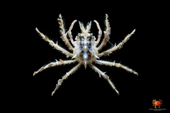 Prismatopus halimoides