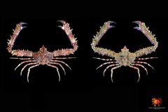 Rhinolambrus contrarius