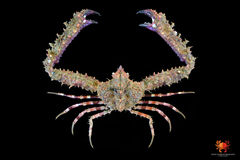 Rhinolambrus contrarius