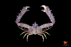 Rhinolambrus longispinus