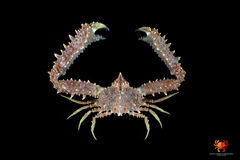 Rhinolambrus longispinus