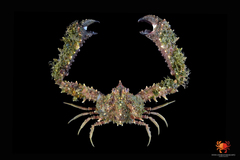 Rhinolambrus longispinus