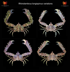 Rhinolambrus longispinus