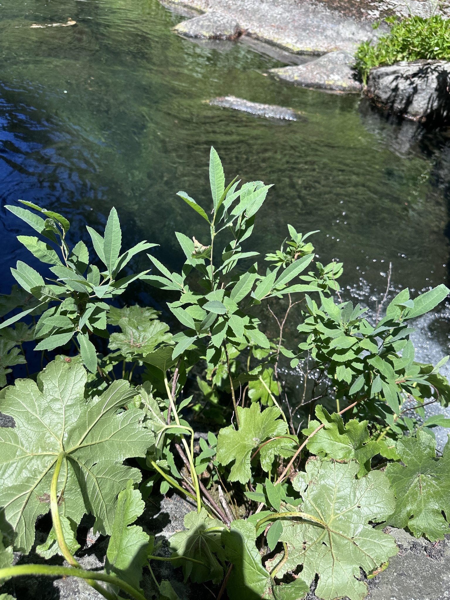Sierra Sweetbay (Myrica hartwegii)