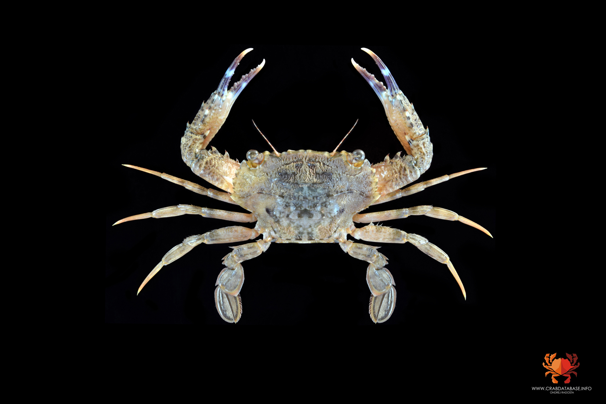 フタハベニツケガニ (Thalamita sima) · iNaturalist