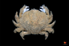 Trichia indica
