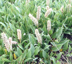 Salix petrophila