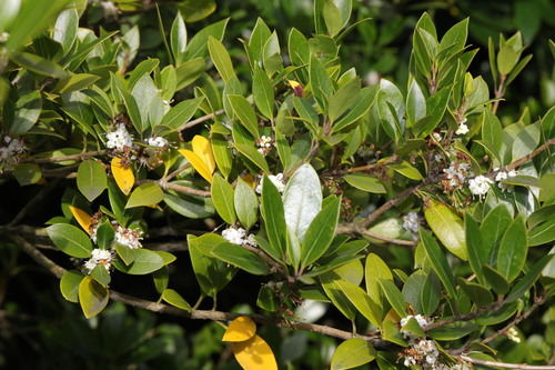 Burkwood osmanthus (Osmanthus ×)