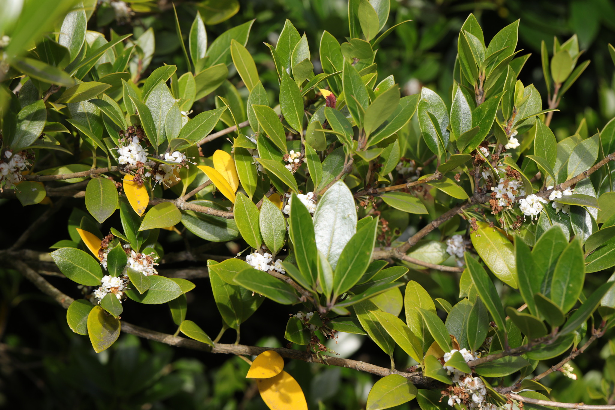 Burkwood Osmanthus (Osmanthus ×)