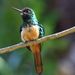 White-chinned Jacamar - Photo (c) saintcharles, some rights reserved (CC BY-NC), uploaded by saintcharles