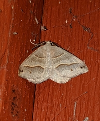 Macaria lorquinaria