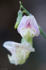 Lathyrus graminifolius