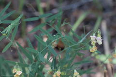 Lathyrus graminifolius