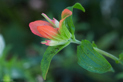 Castilleja nelsonii