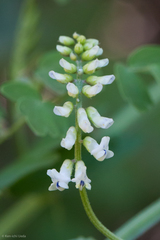 Vicia pulchella